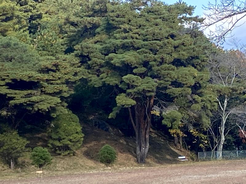 平松のウツクシマツ自生地